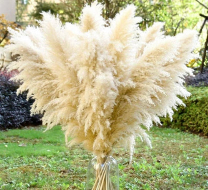 Beige Pampass grass
