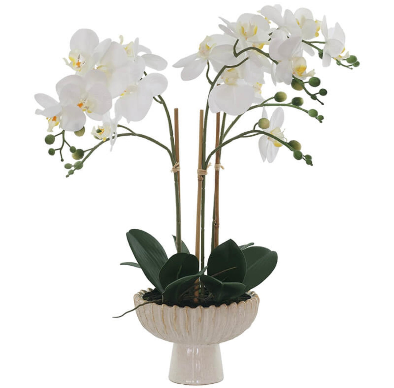 White orchid with pot